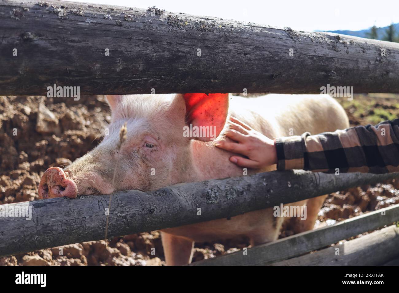 Un cochon avec un regard triste derrière la clôture, caressé Banque D'Images