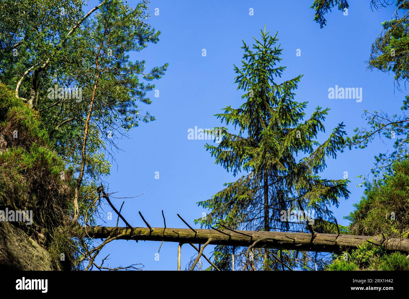 Tronc d'arbre couché transversalement dans une gorge dans la zone de randonnée des montagnes de grès de l'Elbe près de Rathen, Suisse saxonne, Saxe, Allemagne. Banque D'Images