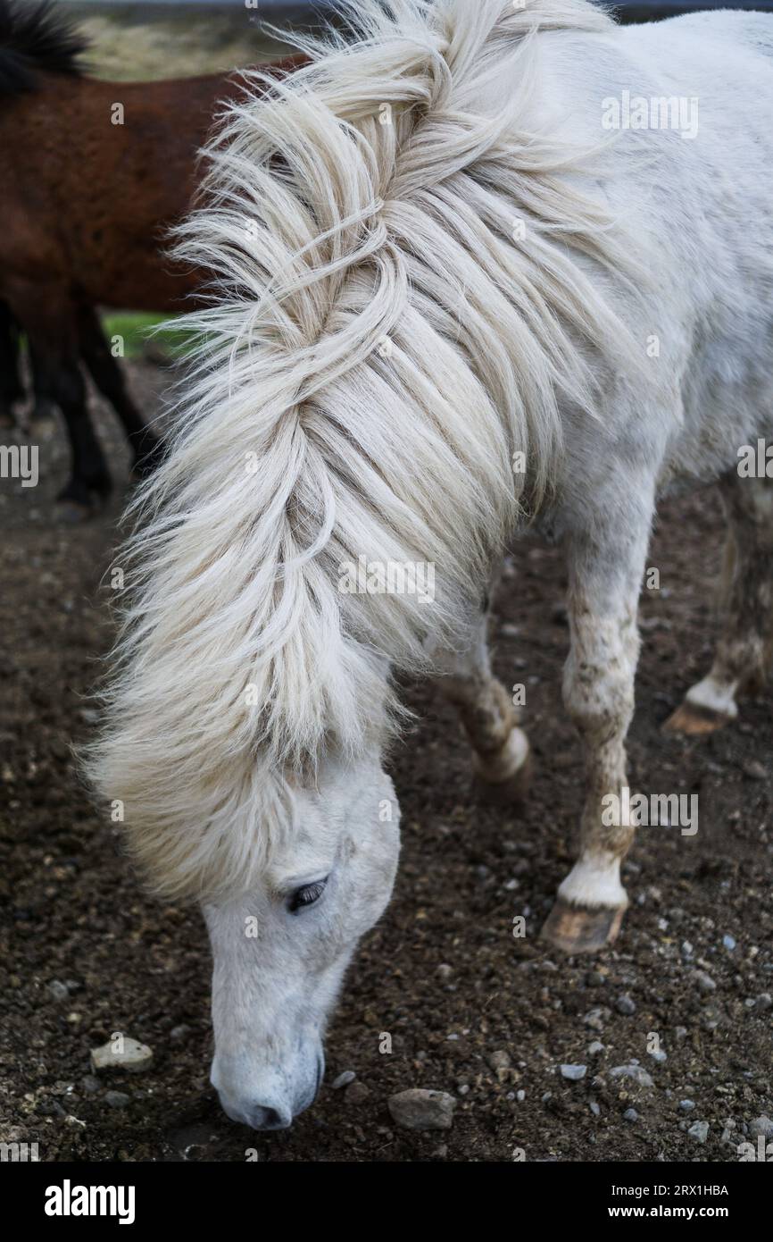Majestueux cheval islandais ! Banque D'Images