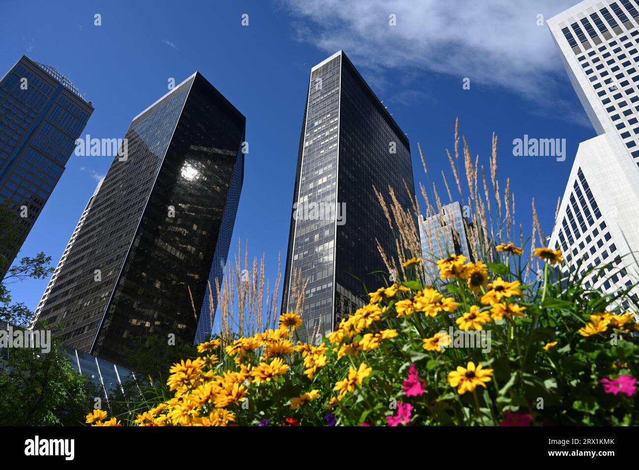 Gratte-ciel de Calgary. Vue sur les gratte-ciel de Calgary. Banque D'Images