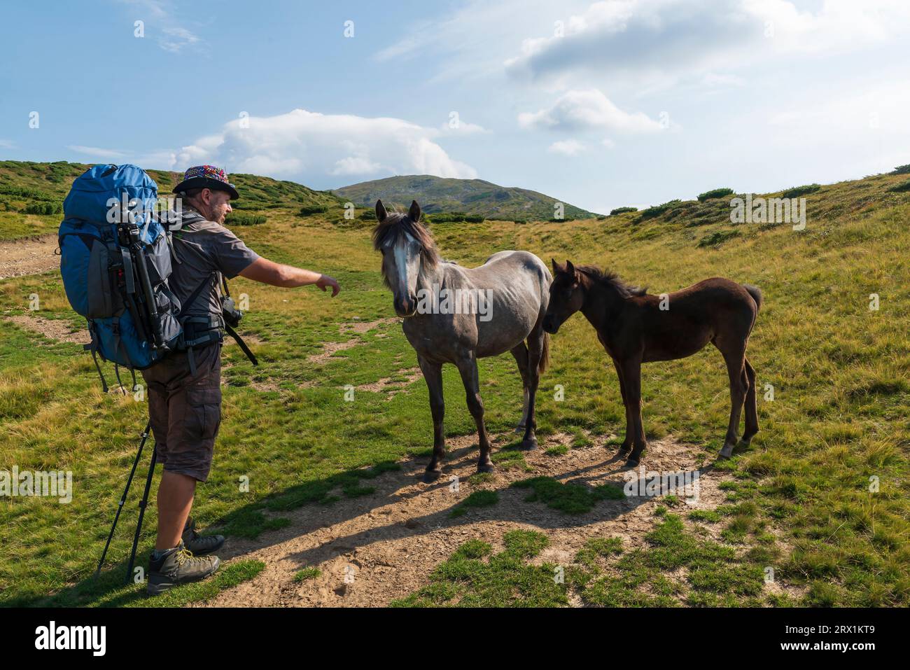 Randonneur avec sac à dos nourrit les chevaux sauvages sur le trek de montagne. Des vacances en plein air incroyables Banque D'Images