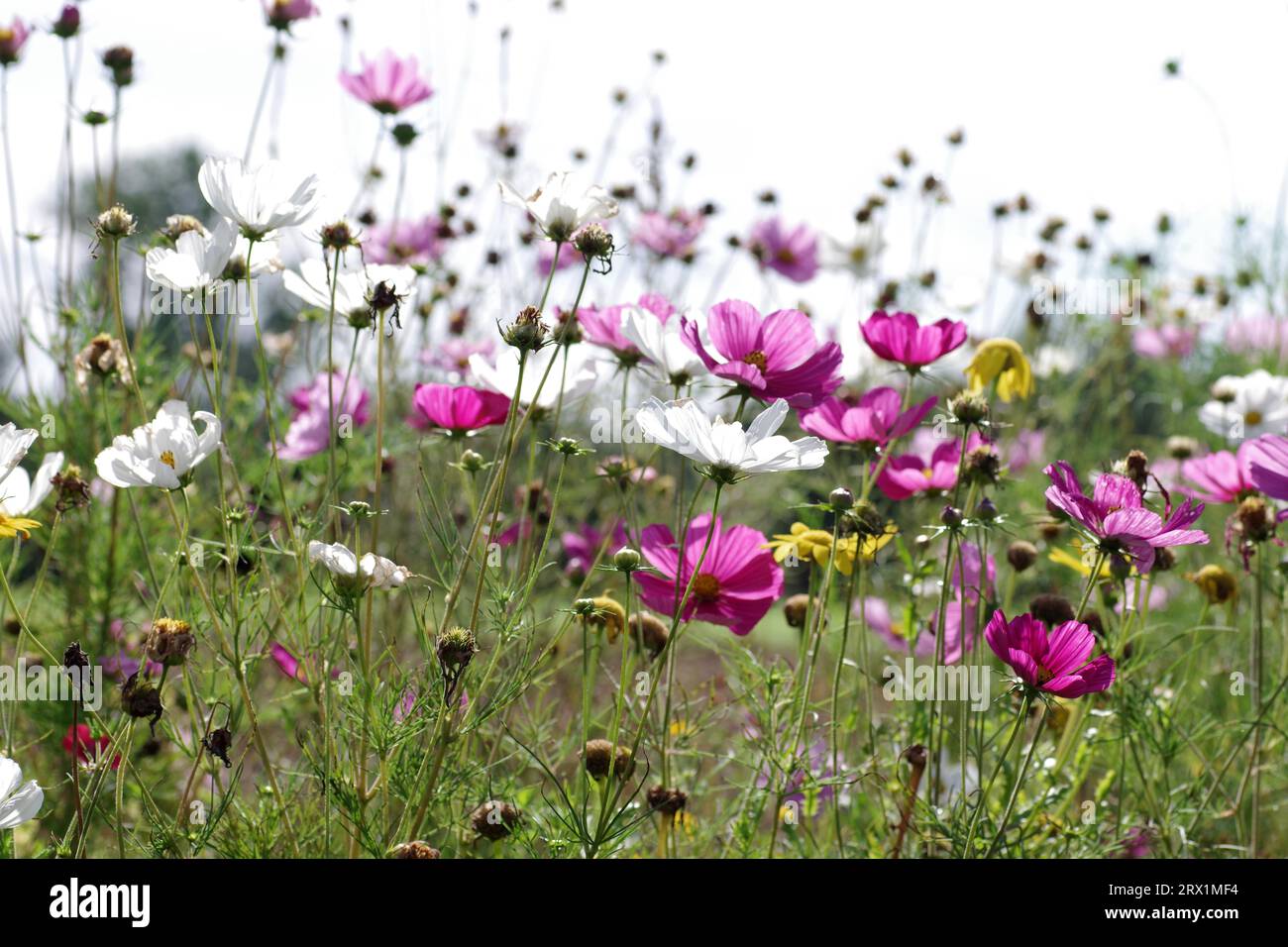 Prairie de fleurs, aster mexicain (Cosmos bipinnatus), fleurs, contre-jour, blanc, rose, silhouette, vue de dessous, vue atmosphérique du coloré Banque D'Images