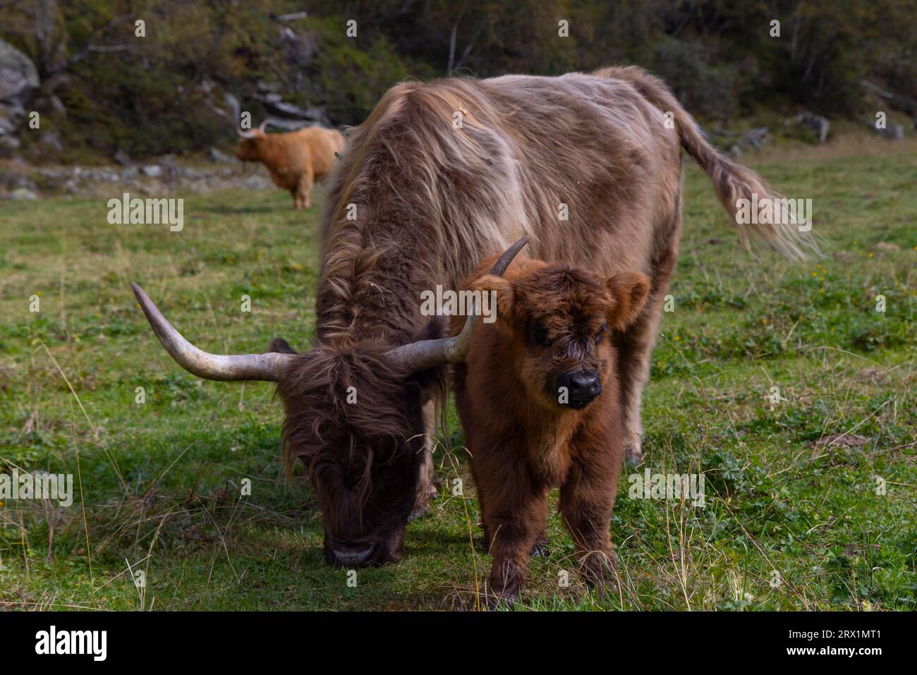 Bovins écossais des Highlands, bovins des Highlands ou Kyloe (bovins gaéliques écossais Bo Gaidhealach) avec jeunes animaux Banque D'Images