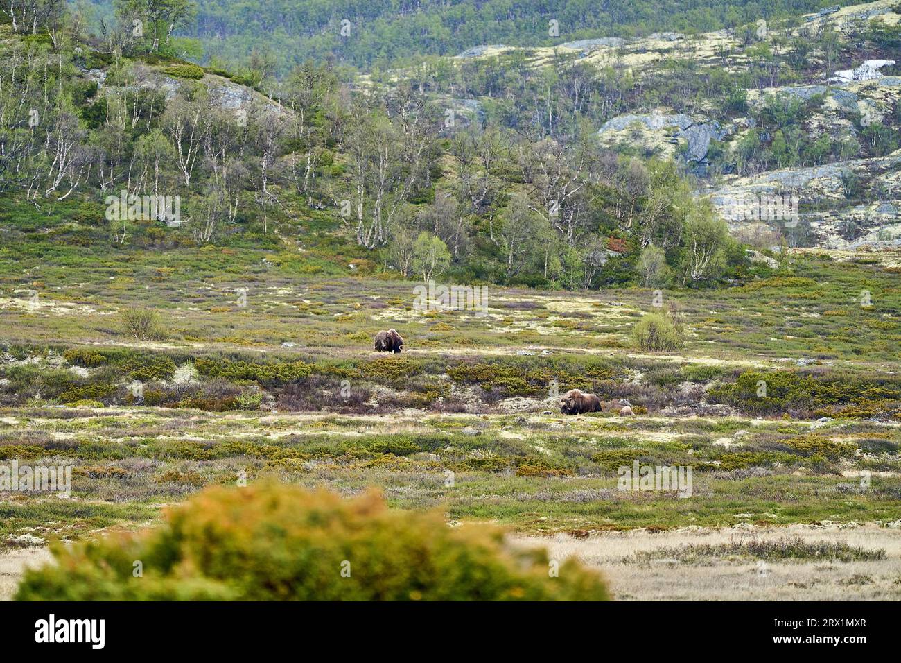 Le boeuf musqué, Ovibos moschatus, se tenant dans le paysage subarctique de la toundra de dovrefjell, dans les hauts plateaux de la Norvège Banque D'Images