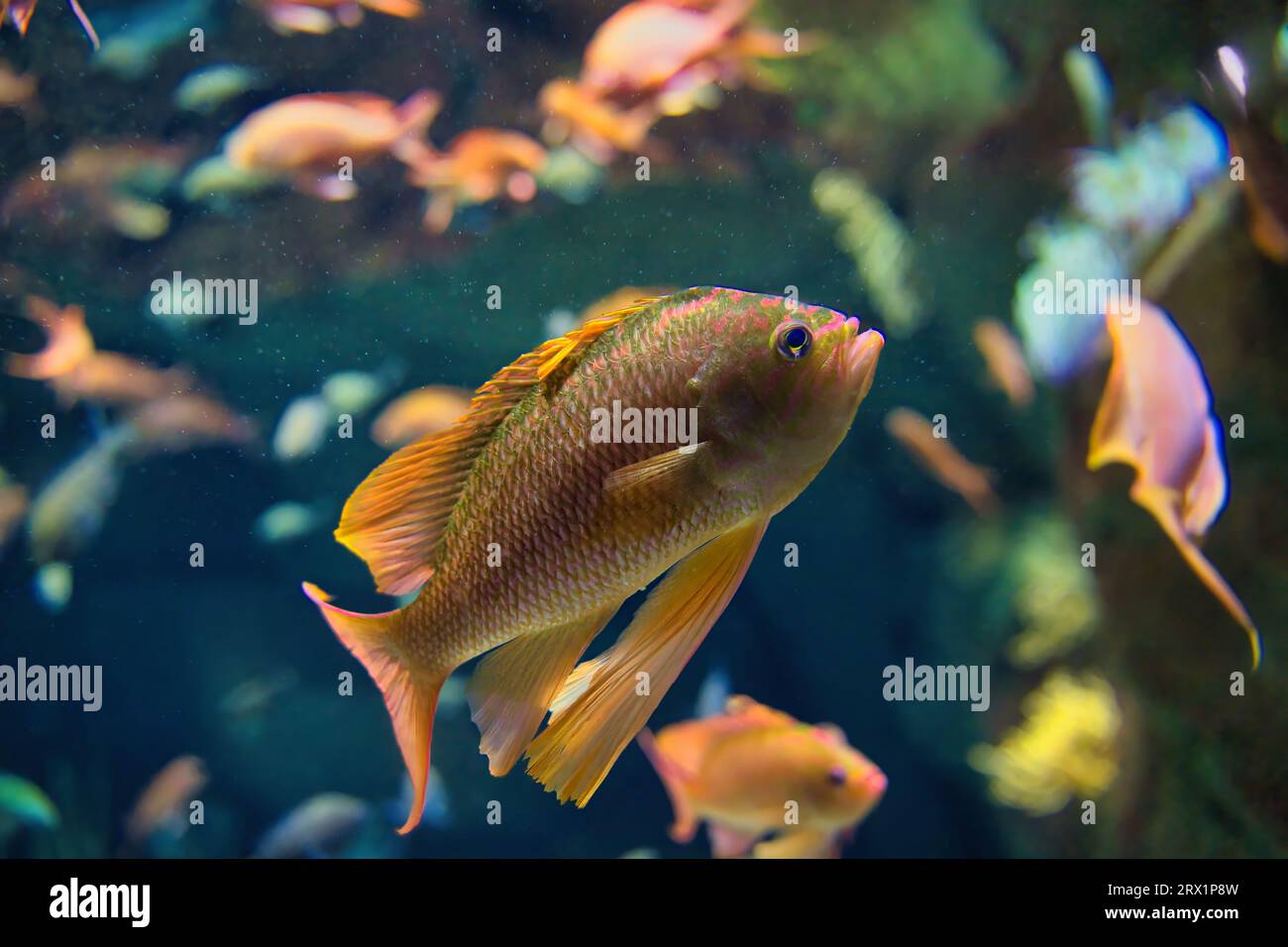 Anthias anthias, la perche marine à queue d'aronde ou poisson rouge marin, est une espèce de poisson marin à nageoires rayonnées de la famille des mérous et des bars de mer Serranidae Banque D'Images