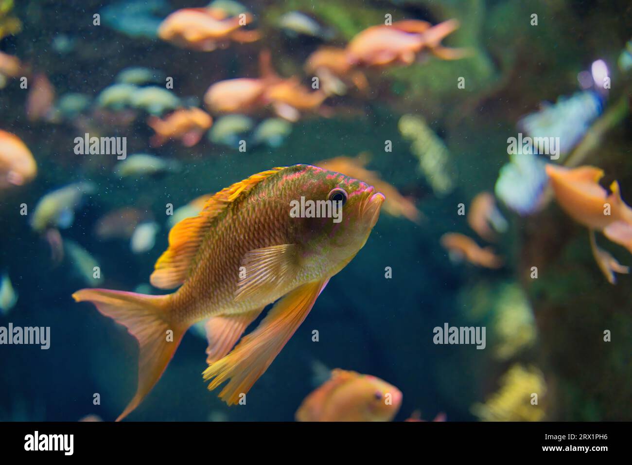 Anthias anthias, la perche marine à queue d'aronde ou poisson rouge marin, est une espèce de poisson marin à nageoires rayonnées de la famille des mérous et des bars de mer Serranidae Banque D'Images