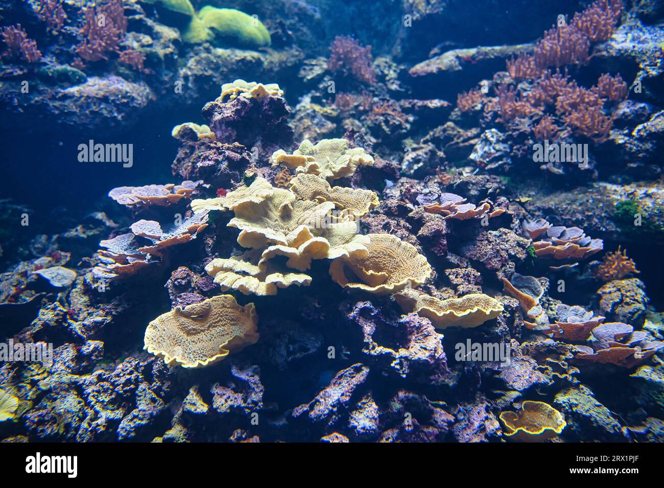 À l’Aquarium de Paris, vous découvrirez les plus grands bâtisseurs vivants de notre planète. Ce sont des coraux qui construisent des récifs. Animaux primitifs et coloniaux Banque D'Images