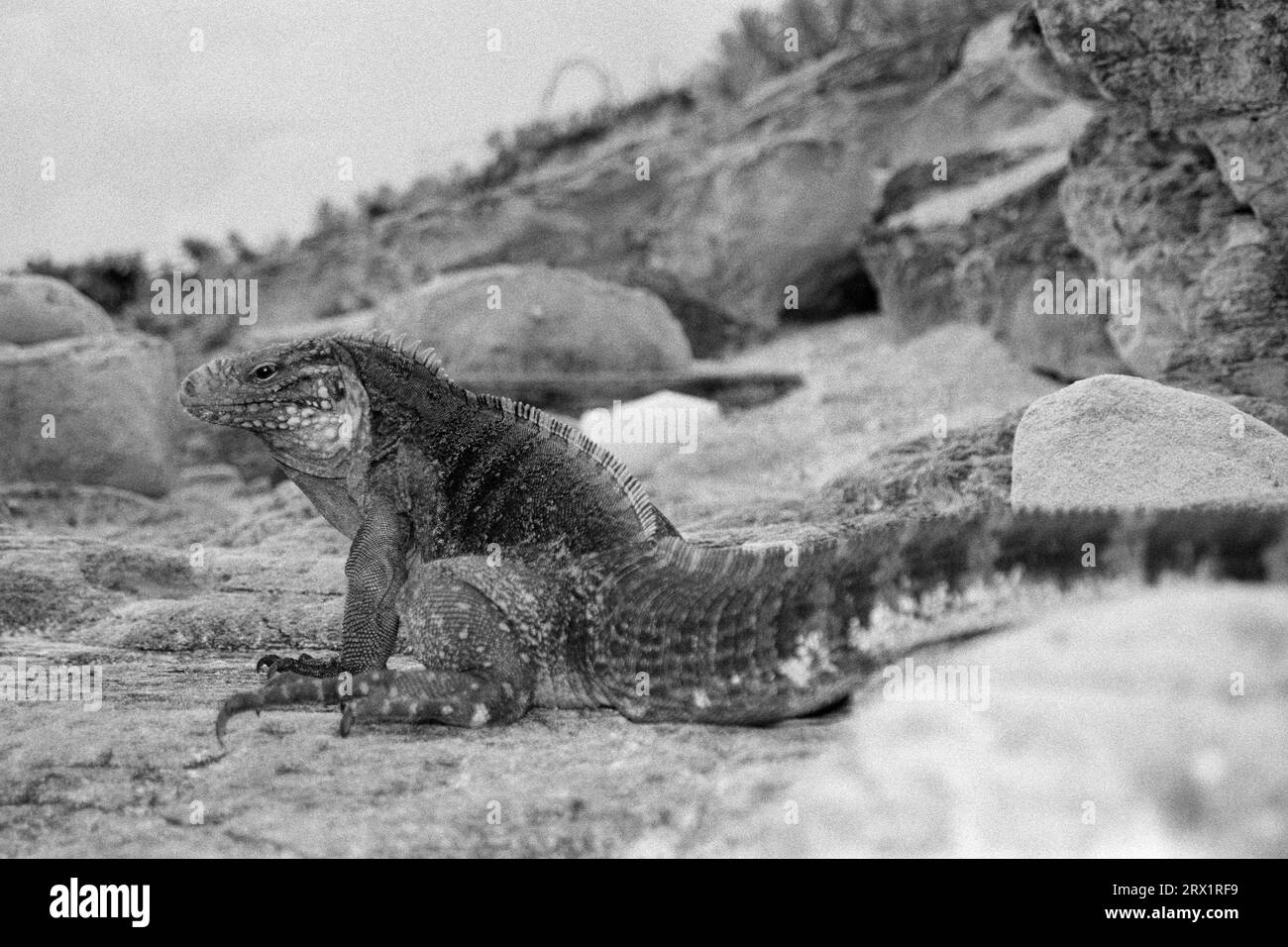 Iguane à queue ceinturée, Cayo Largo Cuba, noir et blanc Banque D'Images