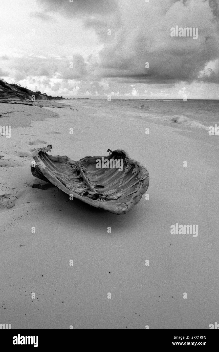 Coquille d'une tortue de mer trouvée sur la plage de Cayo Largo Cuba Banque D'Images
