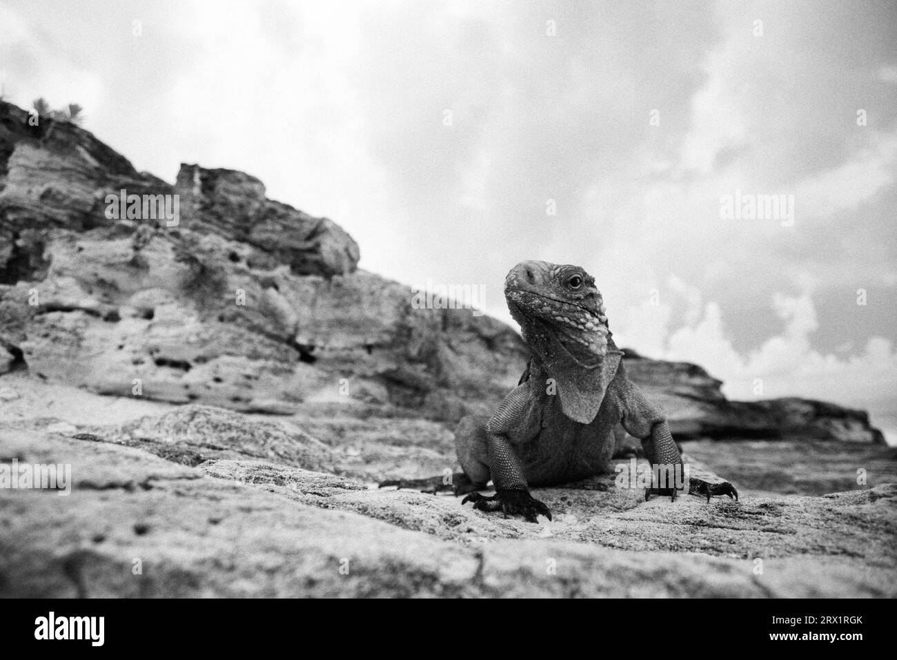 Iguane à queue ceinturée, Cayo Largo Cuba, noir et blanc Banque D'Images