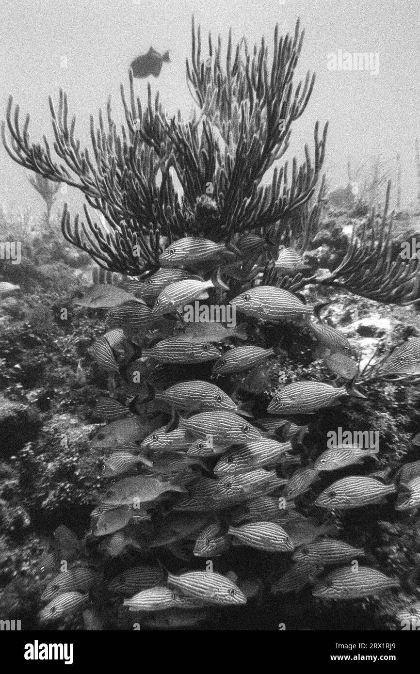 Rayures bleues et grognements français, site de plongée Aquario, Cayo Largo Cuba Banque D'Images