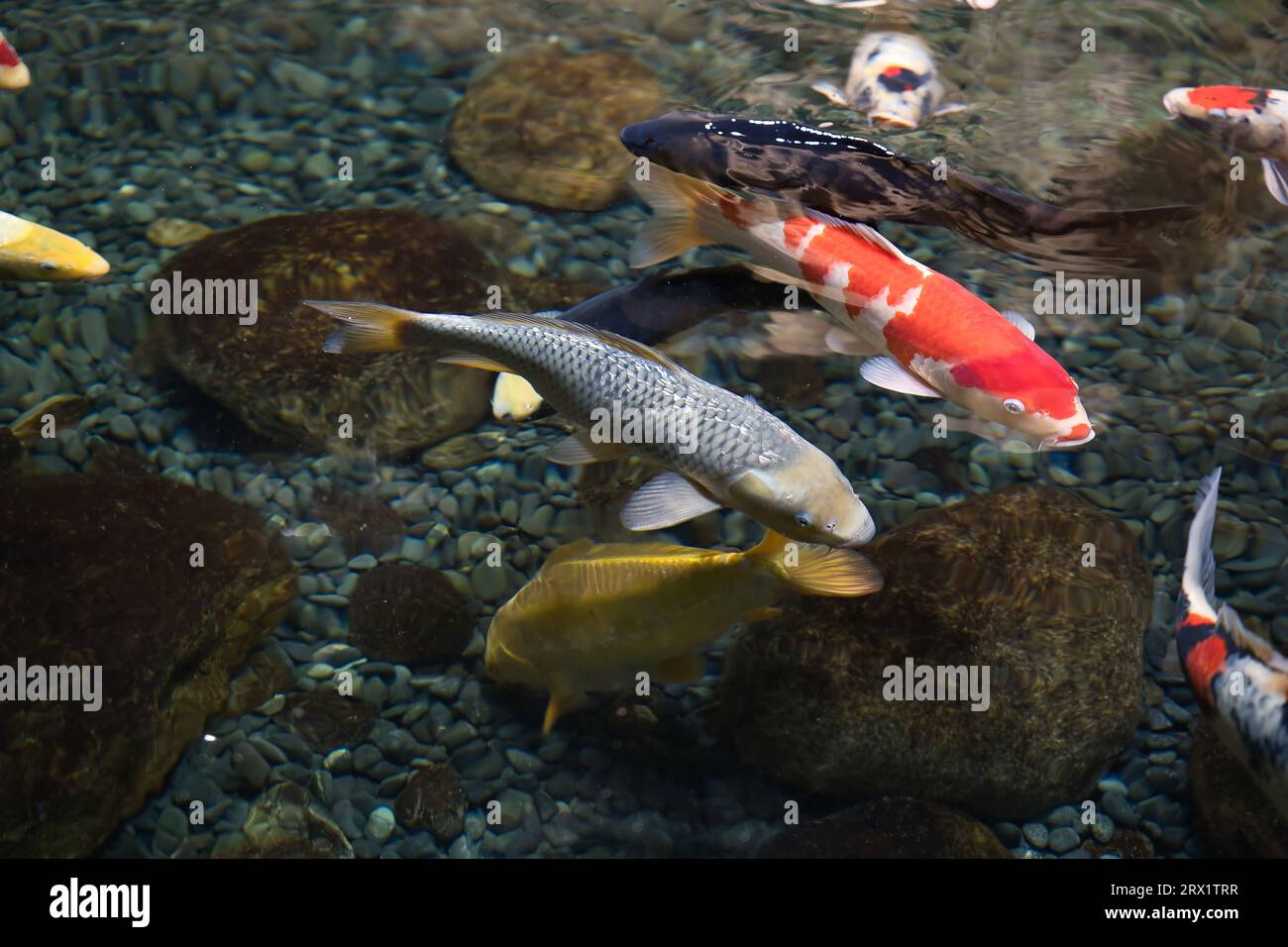 Les carpes koï ont été sélectionnées parmi les carpes communes pendant des siècles au Japon et en Chine. Ils sont réputés pour leur longévité, ils peuvent atteindre une vingtaine d’années Banque D'Images