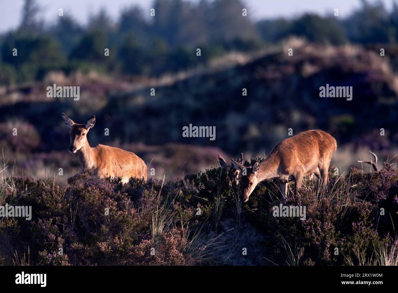 Cerf rouge (Cervus elaphus) après 25 mois, les dents de lait sont remplacées par des dents permanentes (photo cerf rouge) (arrière et veau), le cerf rouge implique habituellement Banque D'Images