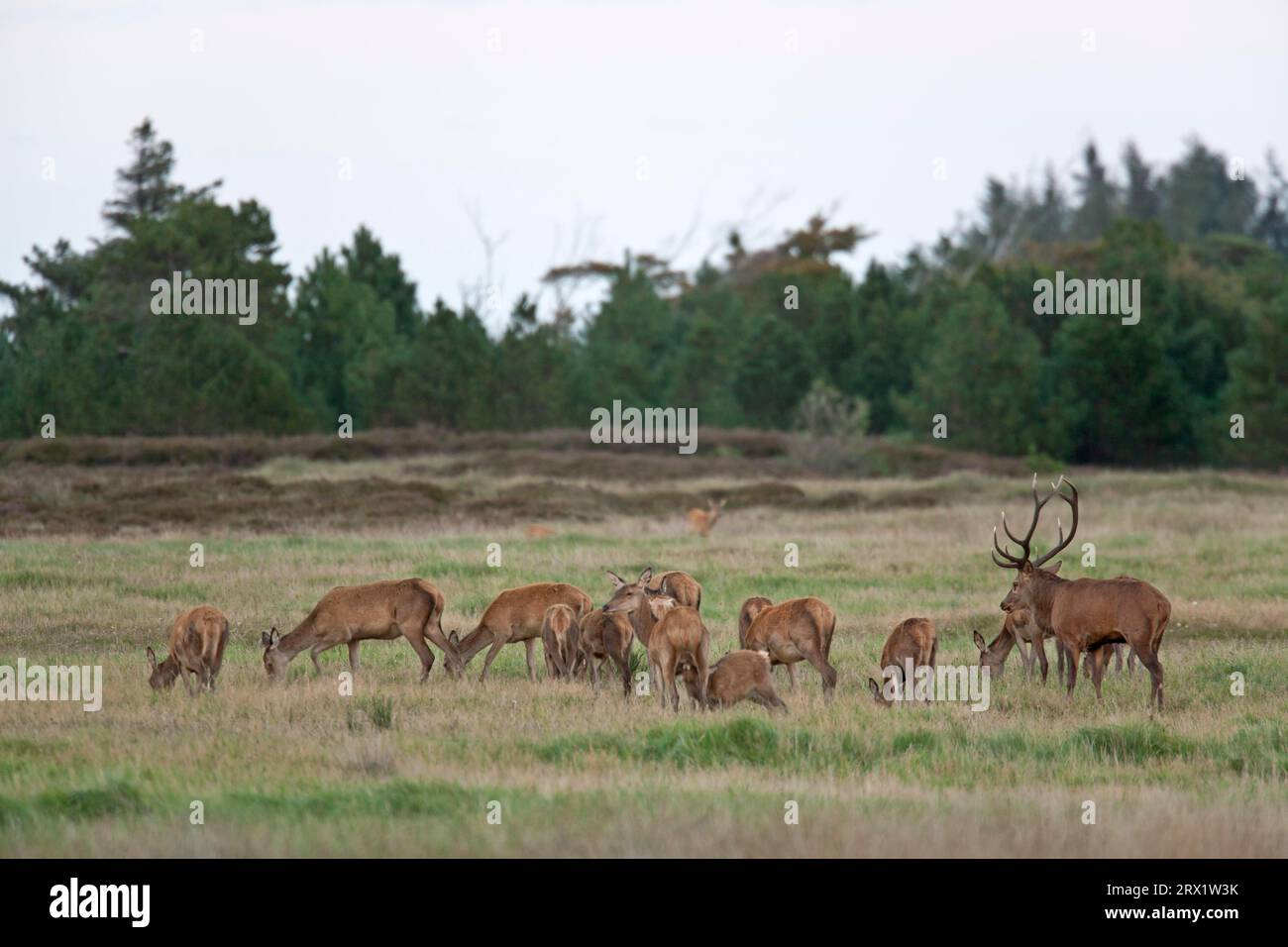 Cerf rouge (Cervus elaphus) le cerf supérieur ne joue pas un rôle de leader, le troupeau suit le chef même dans l'ornière (photo Brunftrudel et Roe Banque D'Images