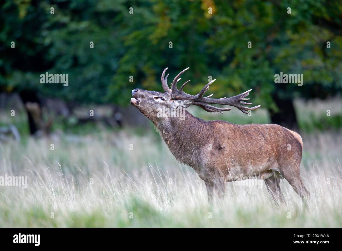 Cerf rouge (Cervus elaphus), veaux fraîchement fixés pèsent entre 6 et 15 kg (cerf rouge) (photo cerf rouge rugissant en ornière), cerf rouge, la progéniture pèse Banque D'Images