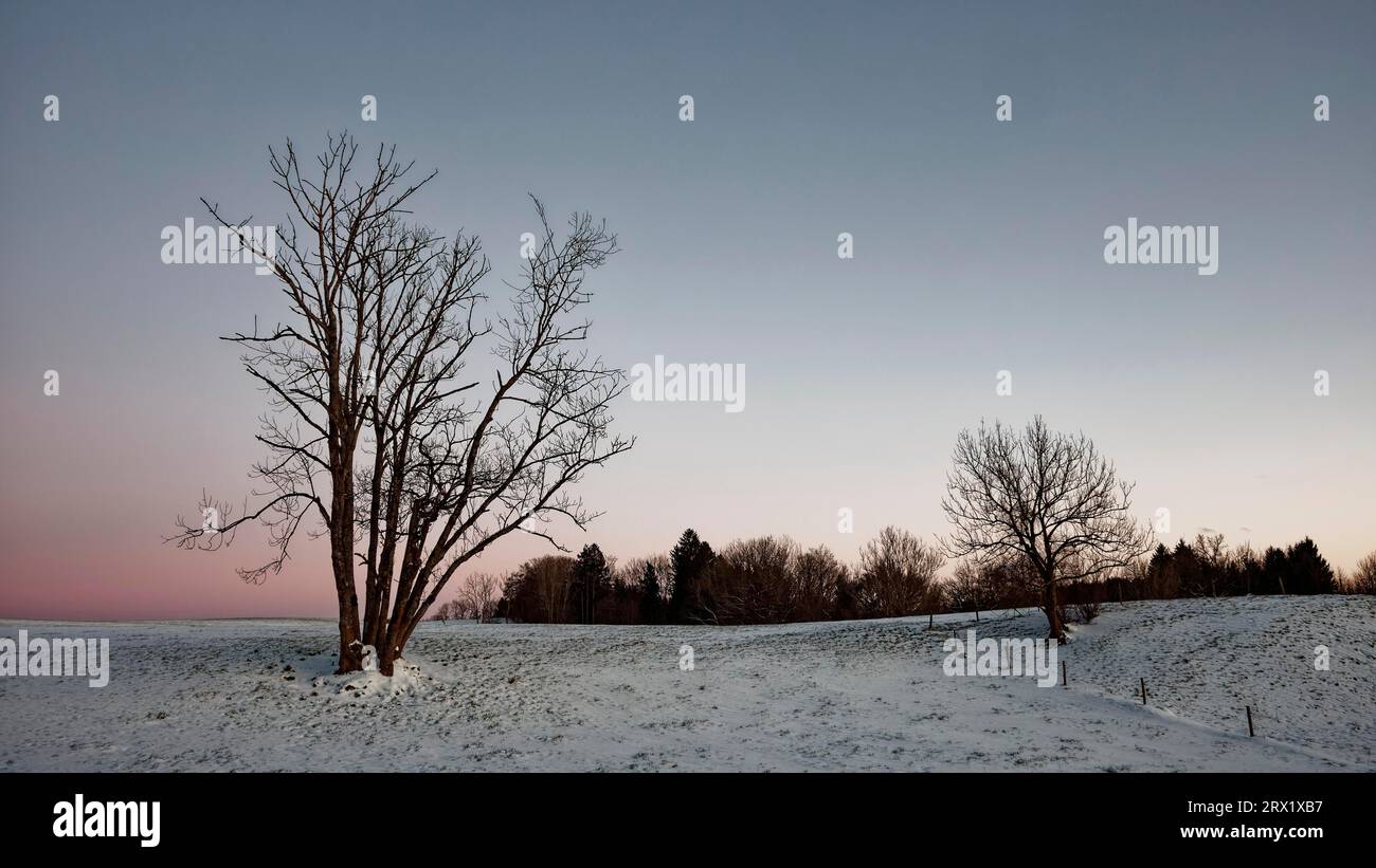 Arbres dans la neige dans l'humeur du soir, Bavière Banque D'Images