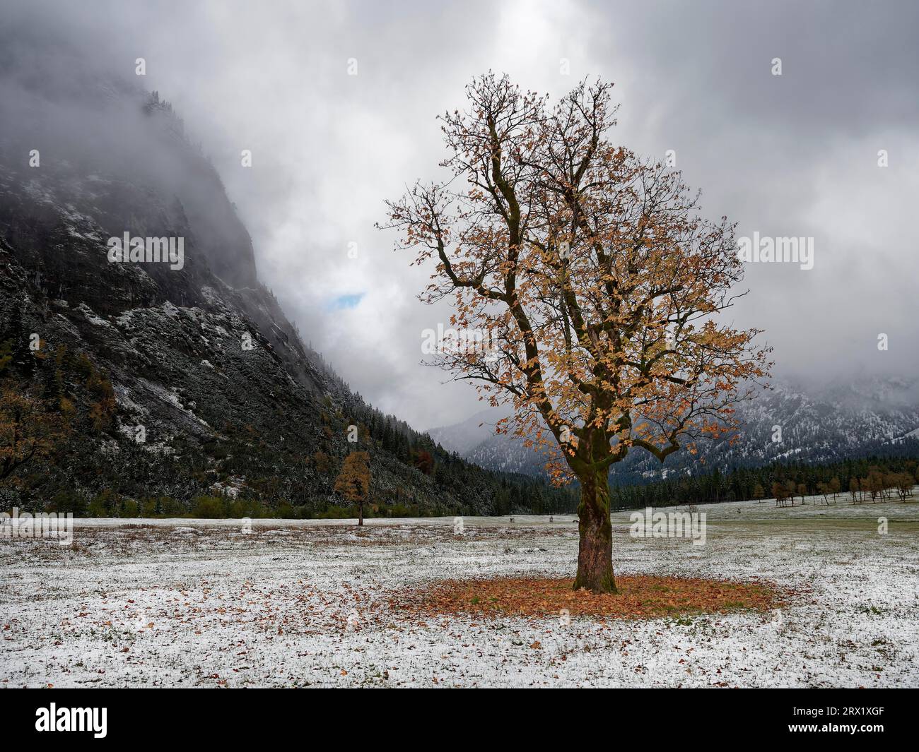 Érables (Acer) devant la montagne avec neige et brouillard en automne, terre d'érable Banque D'Images