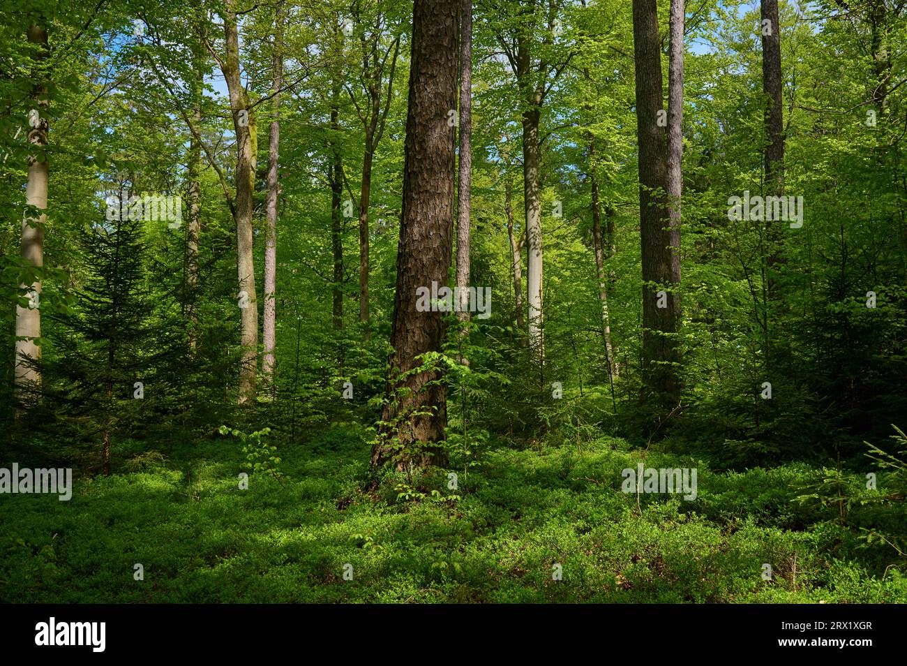 Forêt mixte, hêtre, sapin, épicéa, pin, printemps, Heigenbruecken, Spessart, Bavière, Allemagne Banque D'Images