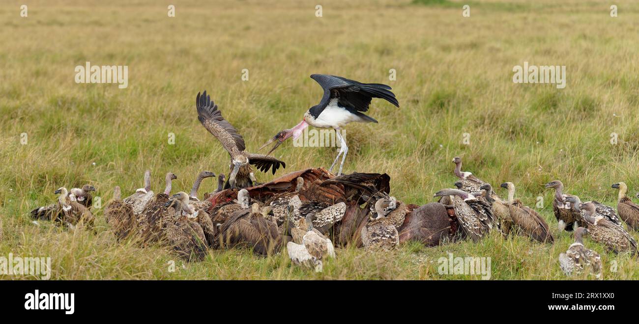 Sparrowhawk (Gyps ruepelli), vautour à dos blanc et marabou sur la carcasse d'un hippopotame, Maasai Mara game Reserve, Kenya Banque D'Images