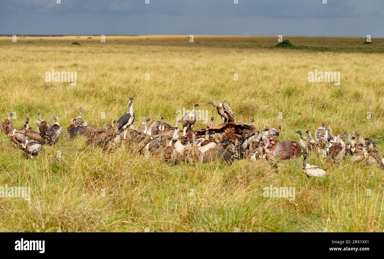 Sparrowhawk (Gyps ruepelli), vautour à dos blanc et marabou sur la carcasse d'un hippopotame, Maasai Mara game Reserve, Kenya Banque D'Images