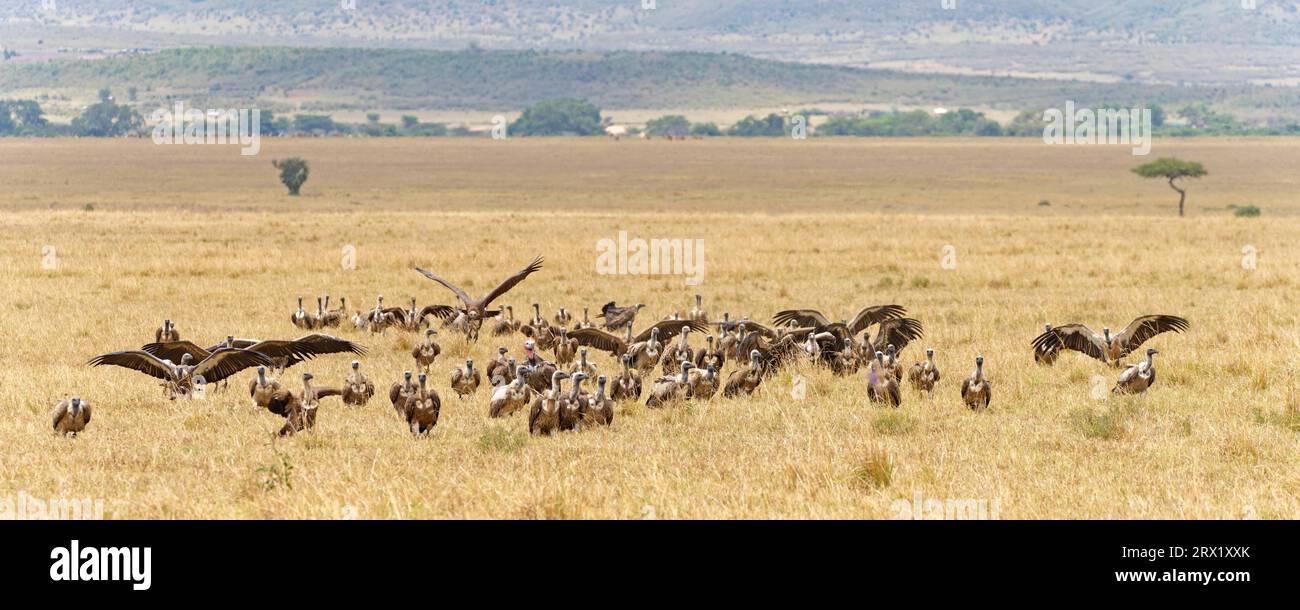 Sparrowhawk (Gyps ruepelli), vautour à dos blanc (Gyps africanus) et vautour à oreilles attendent près d'une carcasse, Maasai Mara Game Reserve, Kenya Banque D'Images