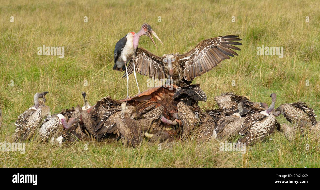 Sparrowhawk (Gyps ruepelli), vautour à dos blanc et marabou sur la carcasse d'un hippopotame, Maasai Mara game Reserve, Kenya Banque D'Images