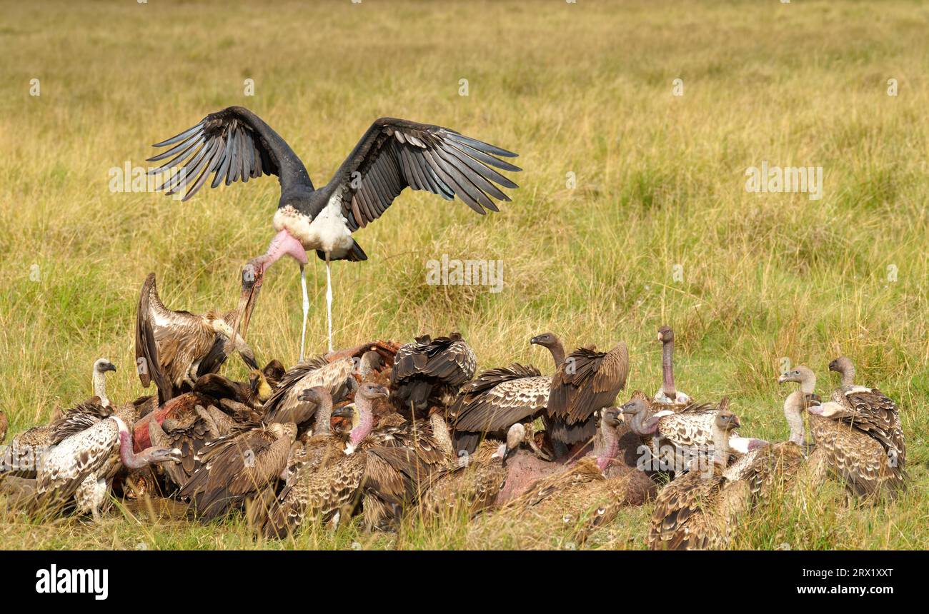 Sparrowhawk (Gyps ruepelli), vautour à dos blanc et marabou sur la carcasse d'un hippopotame, Maasai Mara game Reserve, Kenya Banque D'Images