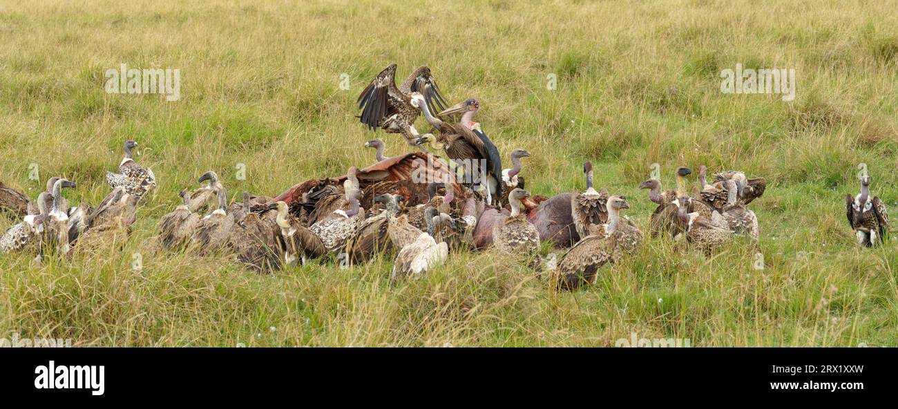 Sparrowhawk (Gyps ruepelli), vautour à dos blanc et marabou sur la carcasse d'un hippopotame, Maasai Mara game Reserve, Kenya Banque D'Images