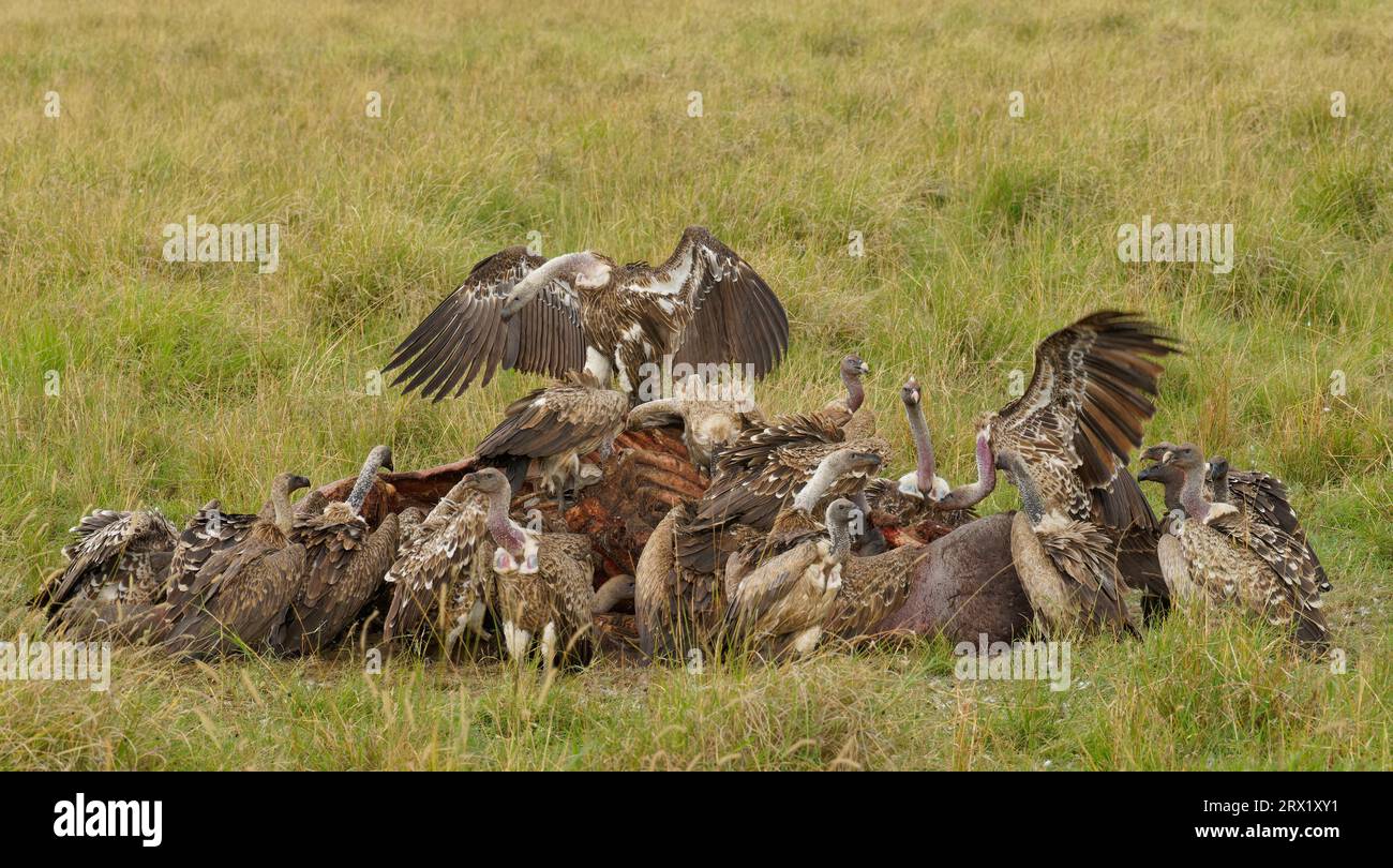 Sparrowhawk (Gyps ruepelli), vautour à dos blanc et marabou sur la carcasse d'un hippopotame, Maasai Mara game Reserve, Kenya Banque D'Images