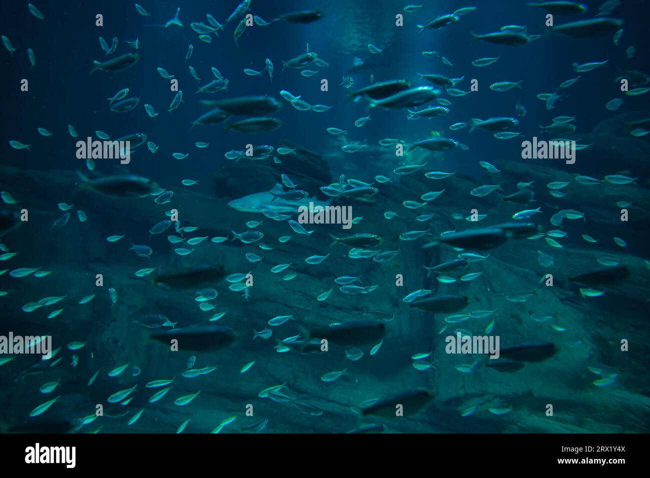 L'Aquarium de Paris présente 38 grands requins de 4 espèces différentes dans le plus grand bassin de 3 millions de litres (requins à pointe noire, gris, nurse, requin zèbre Banque D'Images