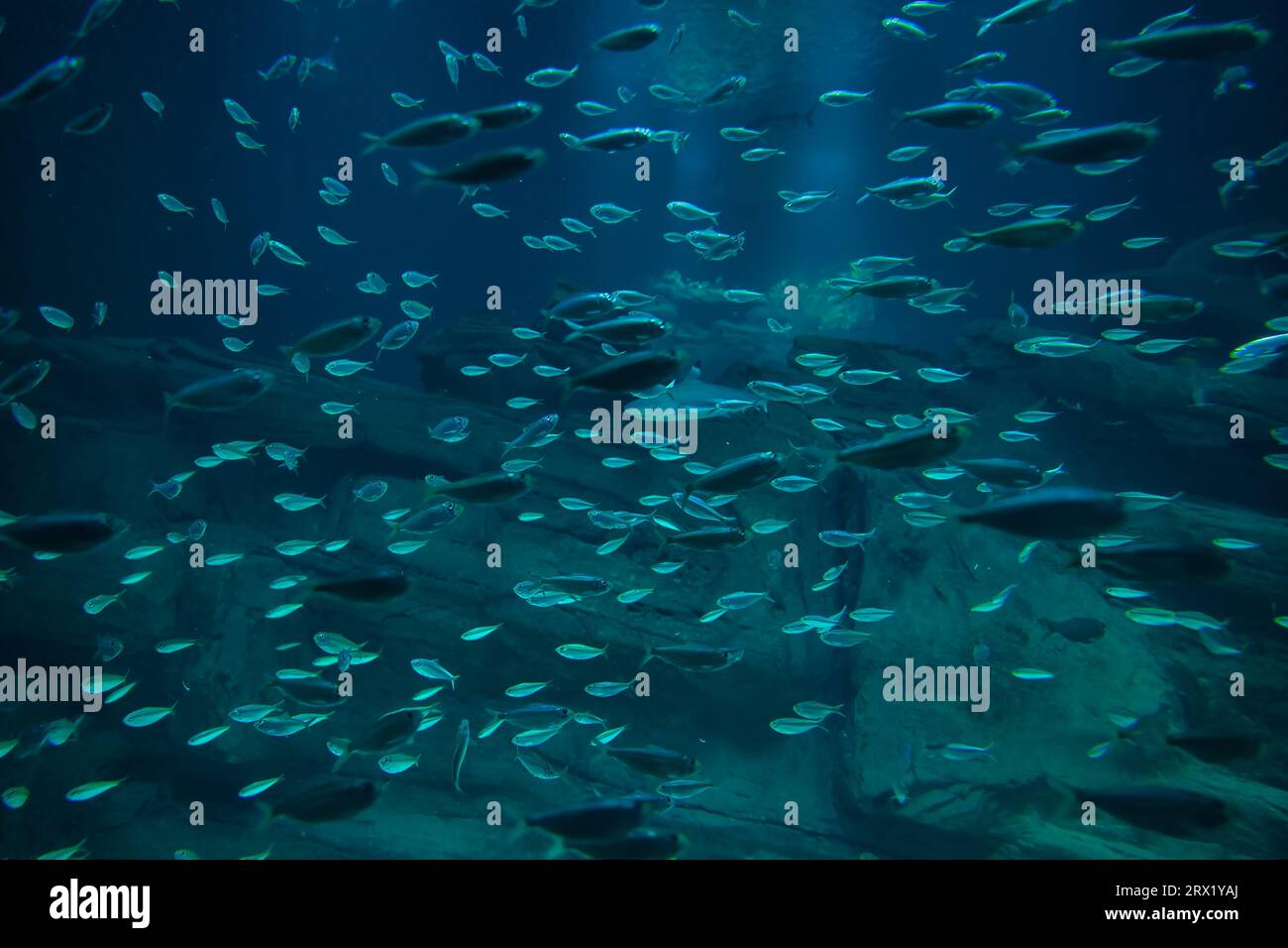 L'Aquarium de Paris présente 38 grands requins de 4 espèces différentes dans le plus grand bassin de 3 millions de litres (requins à pointe noire, gris, nurse, requin zèbre Banque D'Images