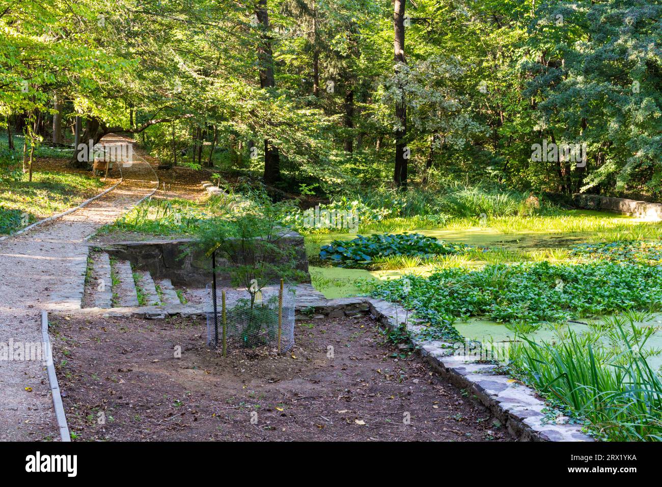 Étang artificiel dans le jardin botanique de Soproni Egyetem (Université de Sopron), Sopron, Hongrie Banque D'Images