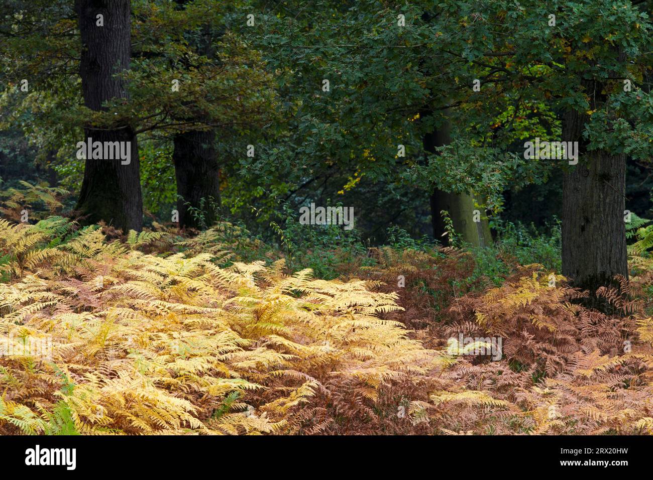 Forêt de chênes et de fougères en automne, forêt de chênes et Bracken en automne, district de Steinburg, Schleswig-Holstein Banque D'Images