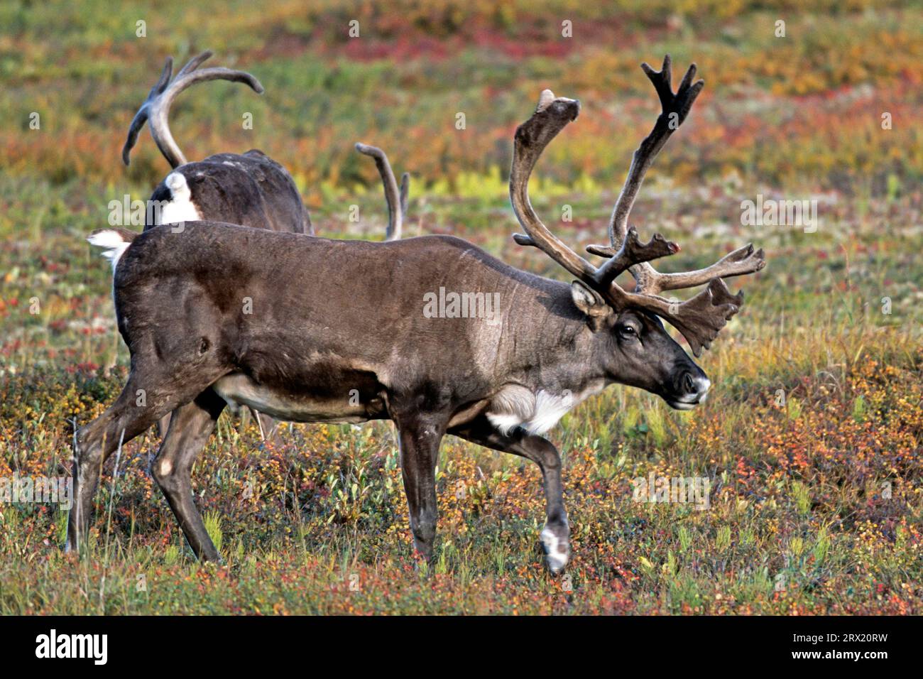 Le caribou, le prédateur naturel le plus efficace du renne adulte (Rangifer tarandus), est le loup (Caribou d'Alaska) (photo caribou Bull with Banque D'Images