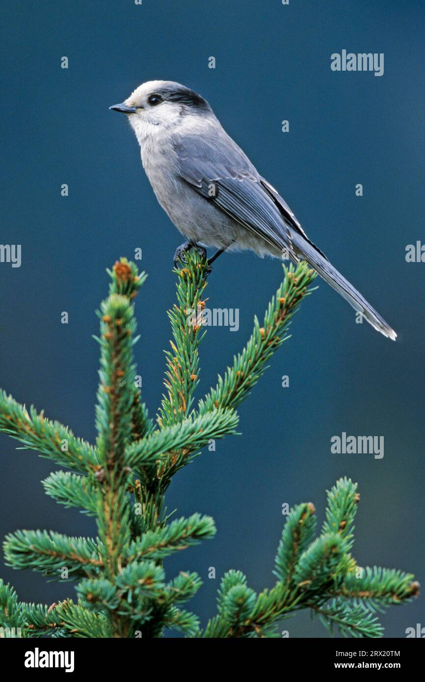 le geai gris (Perisoreus canadensis) se reproduit de février à avril (geai gris photo dans un épinette) (geai gris photo dans un épinette), selon le cas Banque D'Images