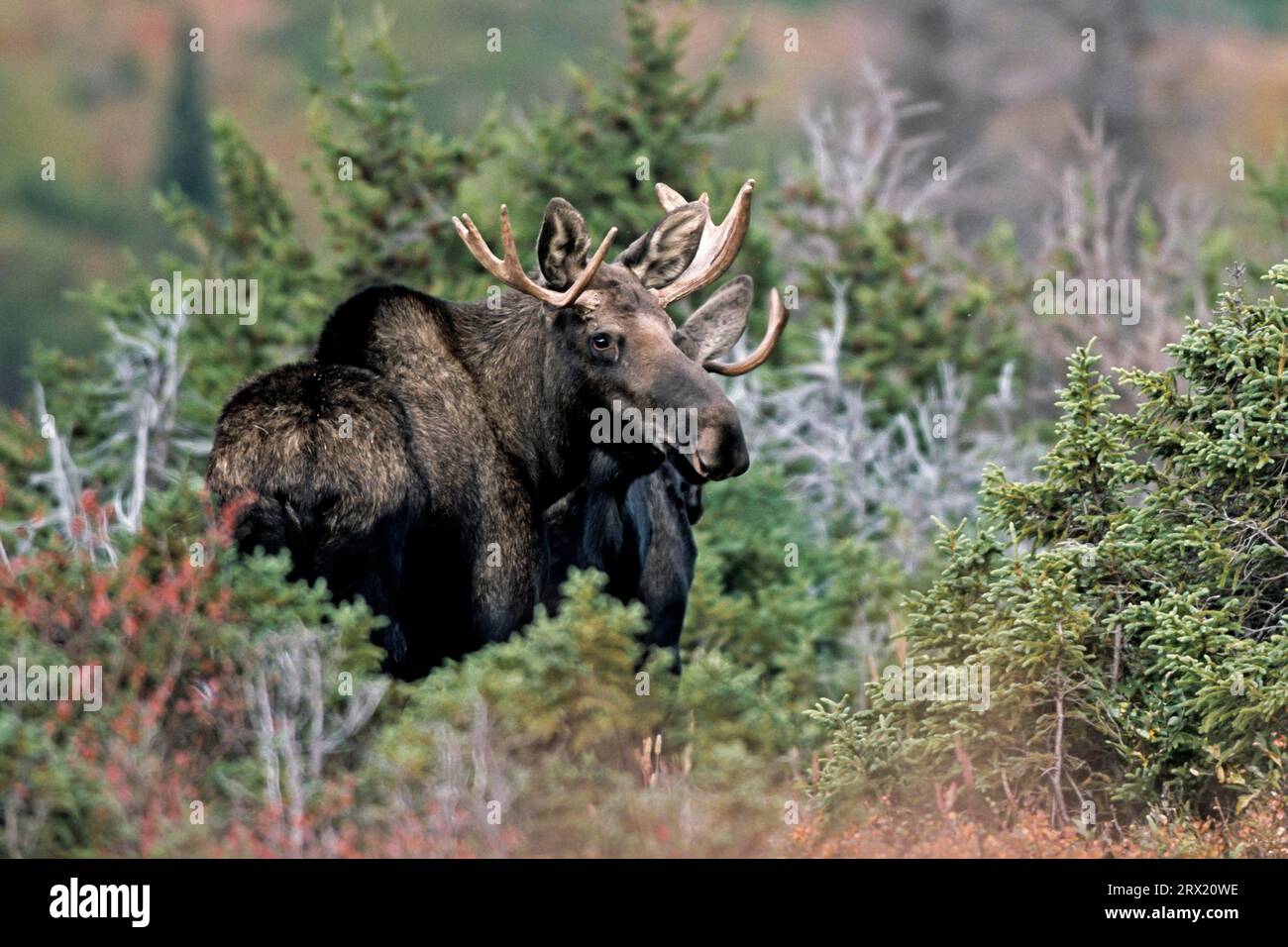 Le wapiti, les ennemis naturels les plus dangereux en Amérique du Nord sont les loups, les ours et les couguars (orignal d'Alaska) (photo jeune orignal (Alces alces) dans le Banque D'Images