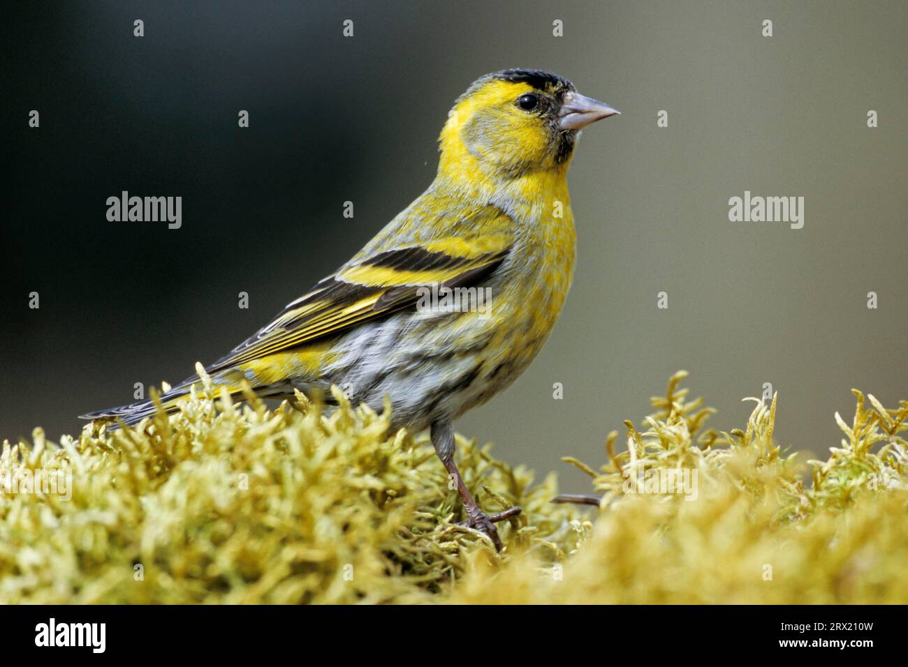 Siskin eurasien (Carduelis spinus), seuls les mâles ont une coiffe noire soignée, les femelles et les jeunes ont une tête vert grisâtre et pas de coiffe (Siskin) (photo Banque D'Images