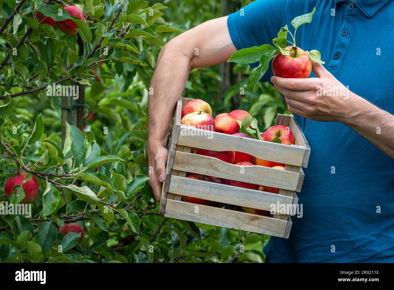 Récolte dans le verger de pommiers, homme ramassant des pommes rouges dans la boîte en bois Banque D'Images