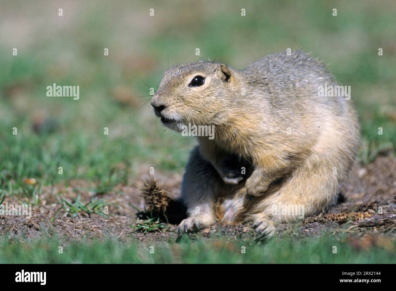 Écureuil de Richardson (Urocitellus richardsonii), les mâles sont légèrement plus gros et plus lourds que les femelles (Flickertail) (toilettage photo adulte) Banque D'Images