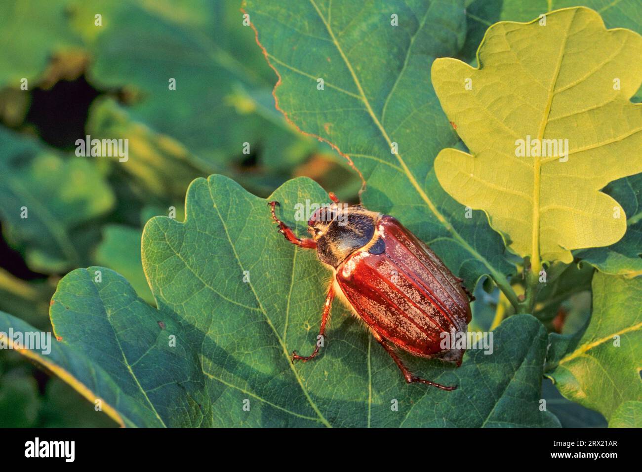 Les cacahuètes des champs (Melolontha melolontha) atteignent une longueur de corps de 2, 5, 3cm (cacahuètes communes) (photo Cockchafer sur sa plante alimentaire le chêne) mai arc Banque D'Images