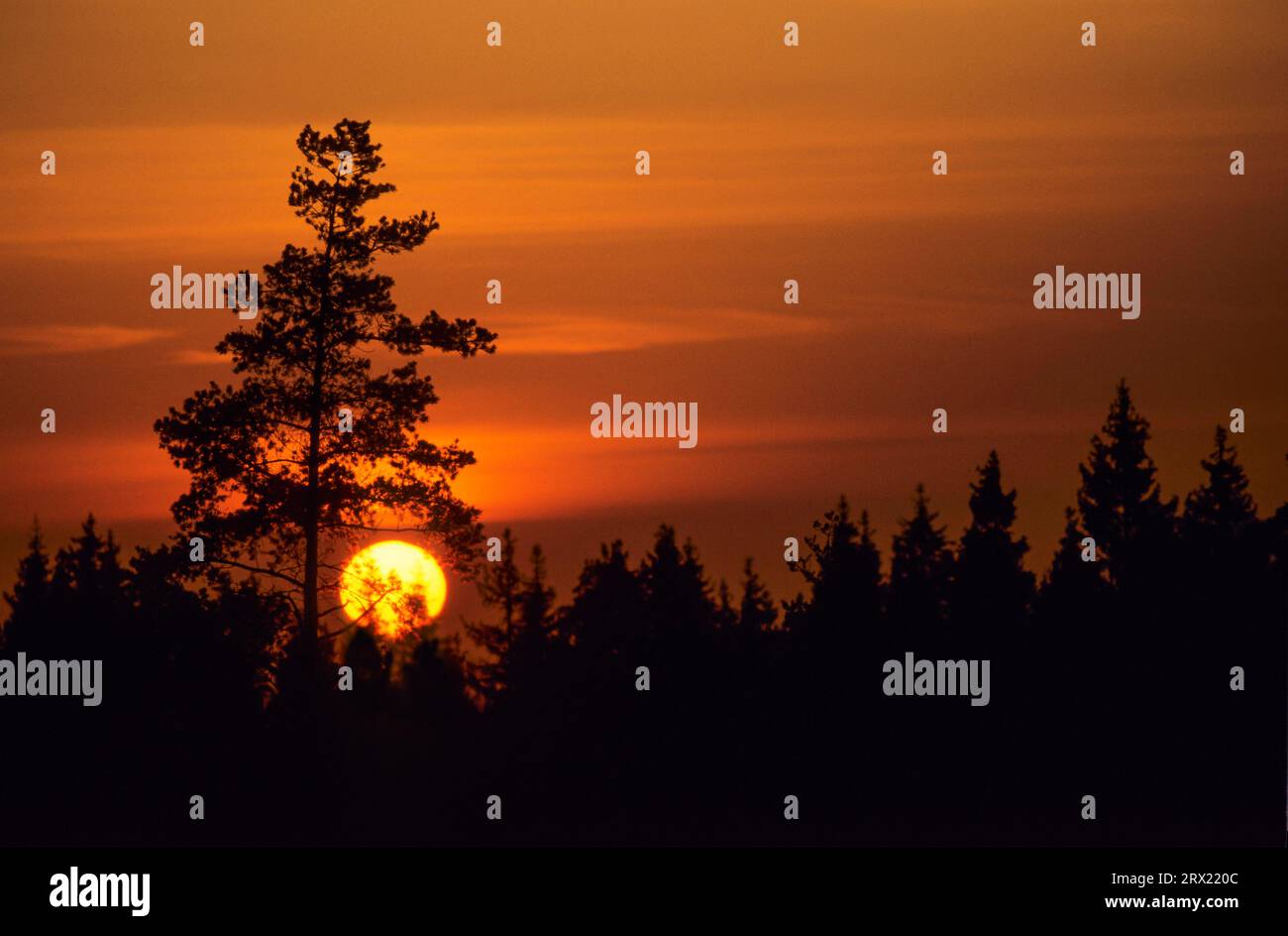 PIN devant le soleil couchant, Hallands Laen, Suède Banque D'Images