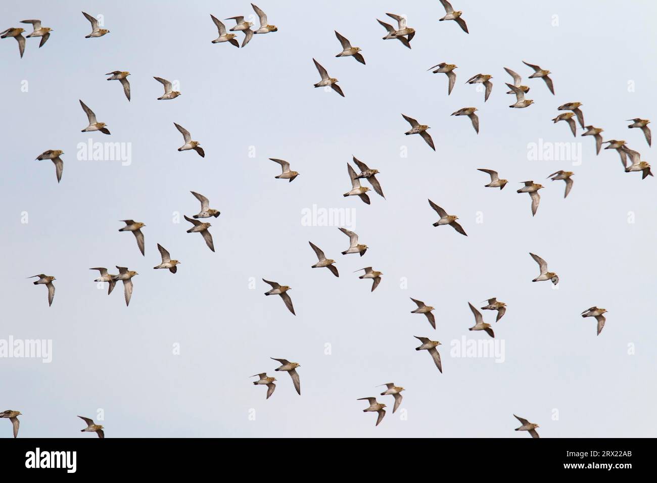 Le Pluvier doré européen est un oiseau entièrement migrateur (photo de troupeau d'oiseaux en plumage de base), le Pluvier doré européen est un oiseau entièrement migrateur (photo Banque D'Images