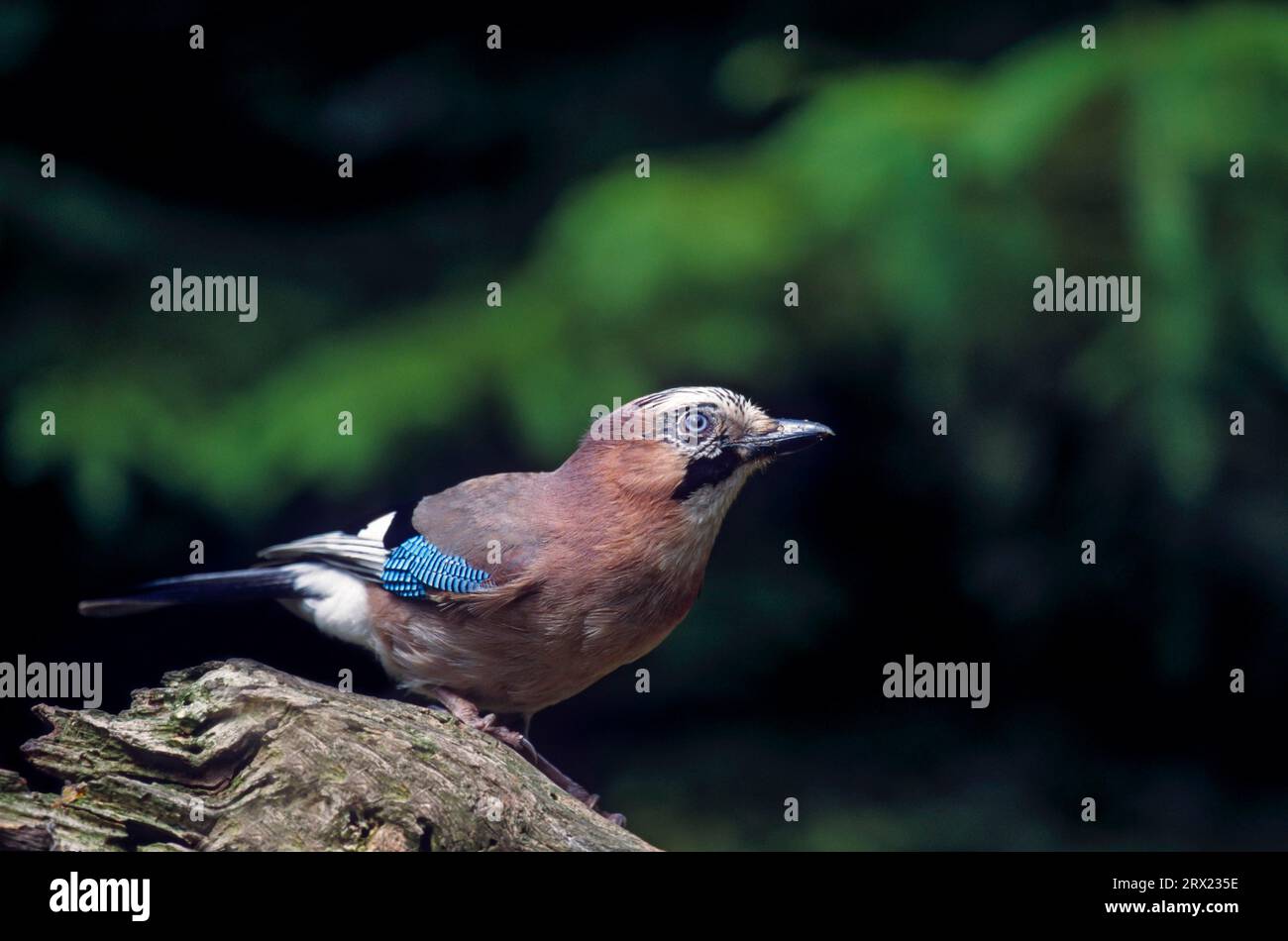 geai eurasien (Garrulus glandarius) se nourrissant dans une zone protégée de plantation d'épinettes, geai eurasien se nourrissant dans une zone protégée de plantation d'épinettes Banque D'Images