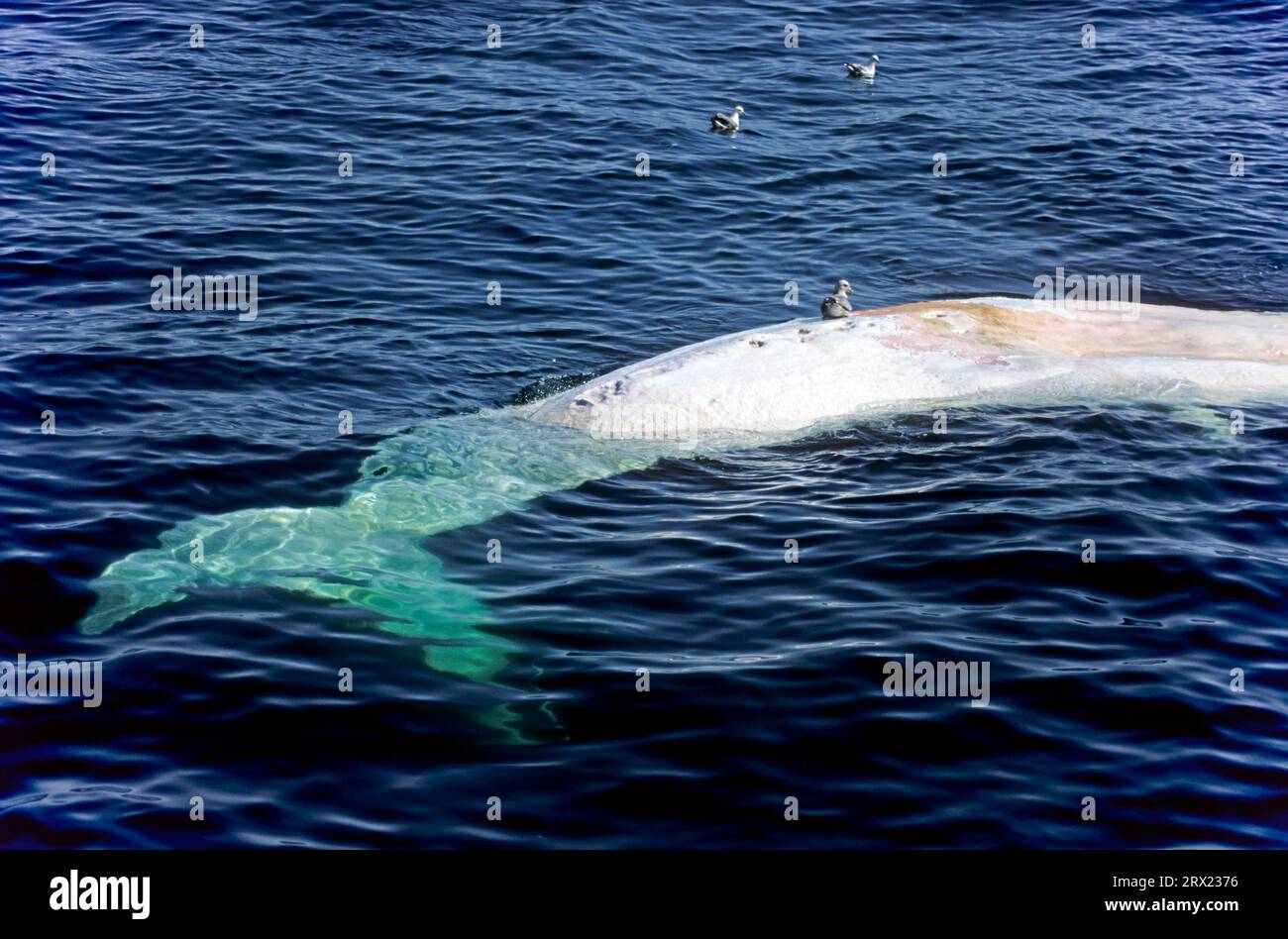 Cachalot (Physeter macrocephalus) (nageoire de queue de baleine morte), cachalot (nageoire de queue de baleine morte) Banque D'Images