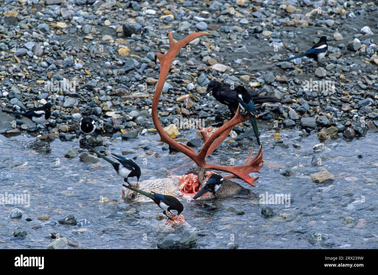 Corbeau commun (Corvus corax) et Magpie européenne se nourrissent de taureaux caribous tués par des loups Banque D'Images