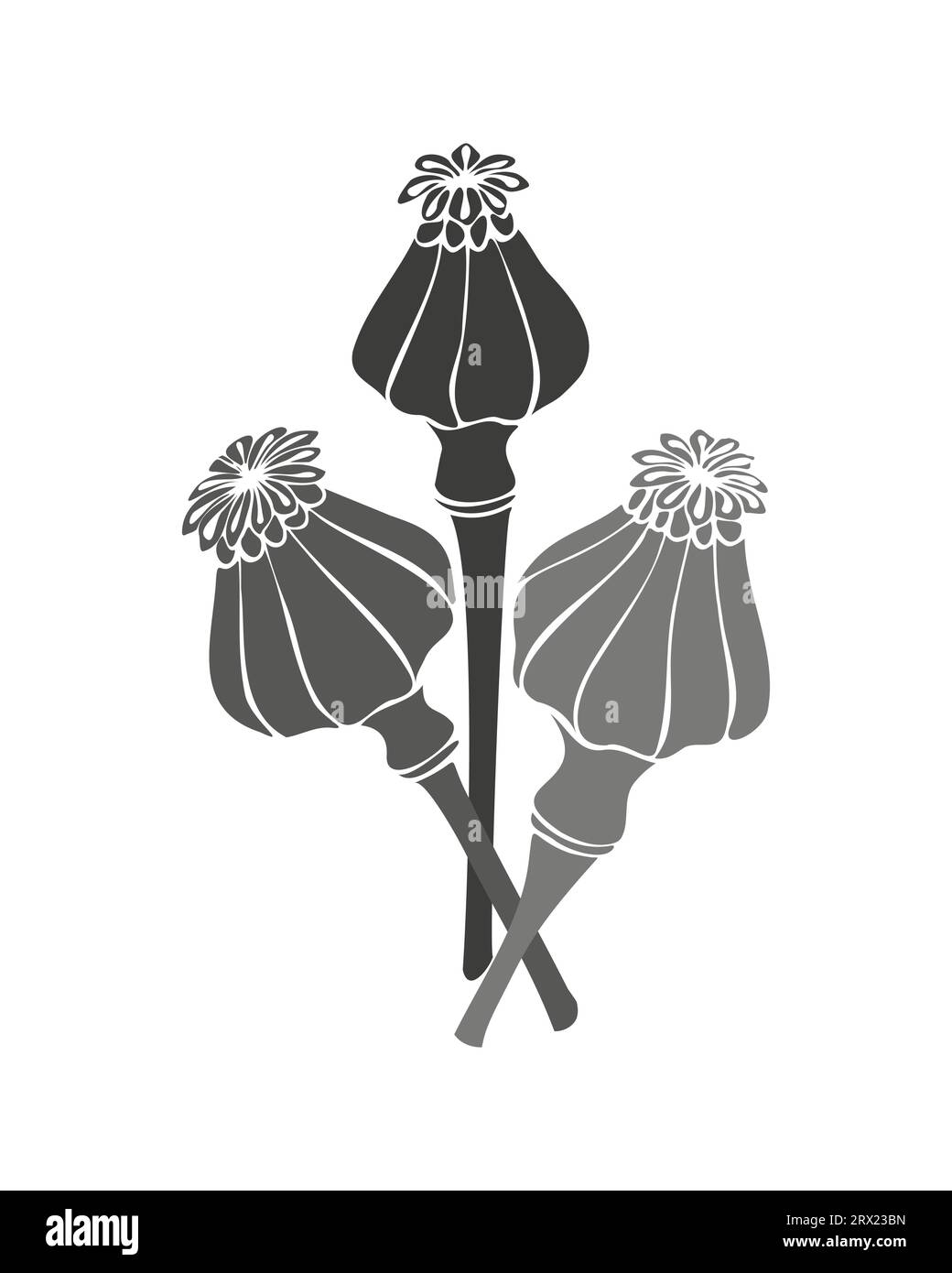 Graines de gousses de pavot en monochrome , ensemble doodle dessiné à la main, isolé, fond blanc. Illustration vectorielle Illustration de Vecteur