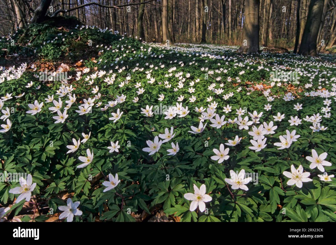 L'anémone des bois (Anemone nemorosa) forme parfois de grands tapis fleuris dans les forêts feuillues de feuillus (Hexenbluemchen), l'anémone des bois est un début de printemps Banque D'Images