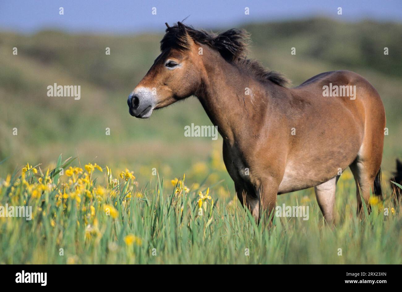 Exmoor Pony, Mare debout dans un pré marécageux avec Iris jaune (Iris pseudacorus) (Equus ferus caballus), Exmoor Pony jument debout dans un marécageux Banque D'Images