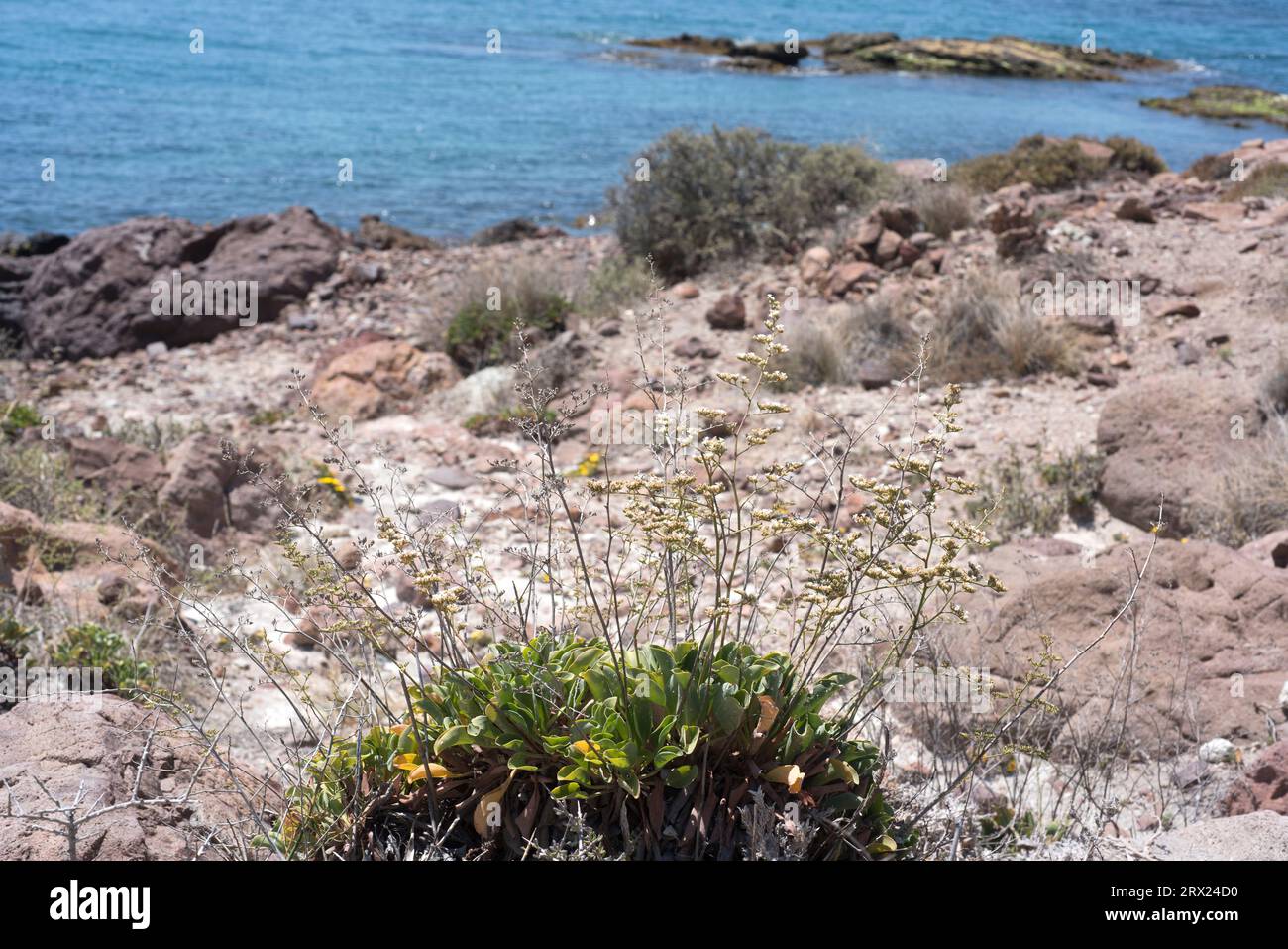 Siempreviva de flor blanca (Limonium cossonianum) est une plante vivace halophyte endémique du sud-est de l'Espagne, de Majorque, du sud du Portugal et du nord Banque D'Images