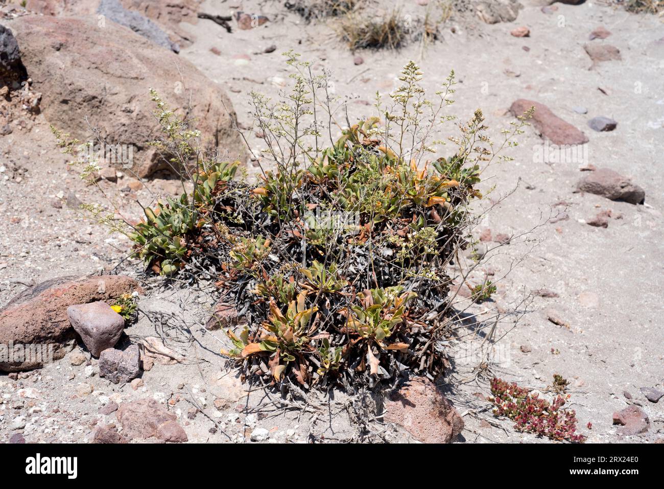 Siempreviva de flor blanca (Limonium cossonianum) est une plante vivace halophyte endémique du sud-est de l'Espagne, de Majorque, du sud du Portugal et du nord Banque D'Images